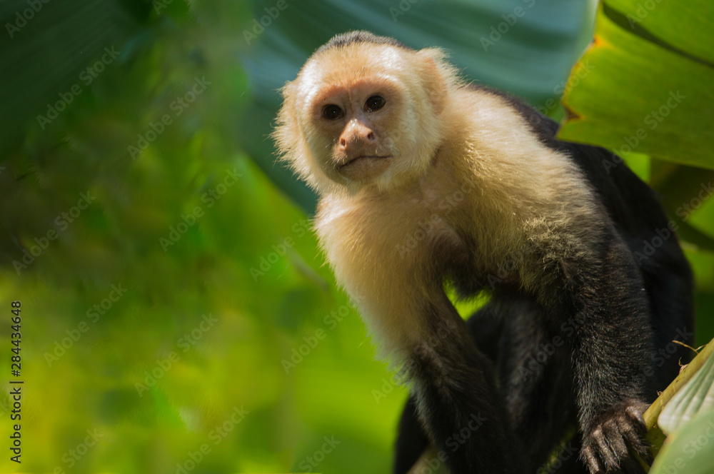 Fototapeta premium Costa Rica, monkey, spider monkey, tree