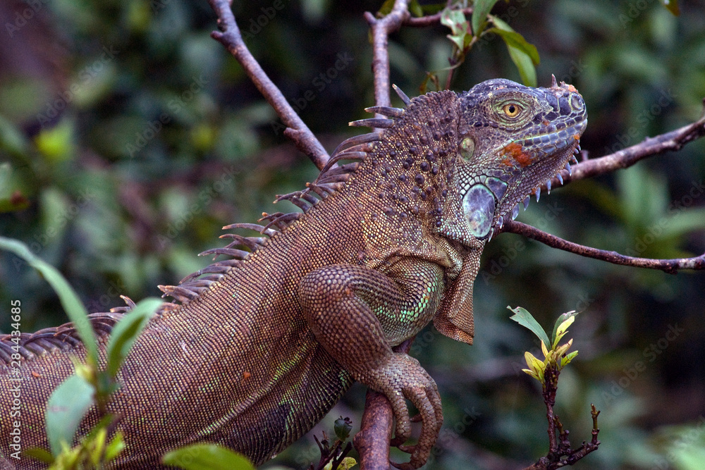 Obraz premium Costa Rica, Central America. Green Iguana.