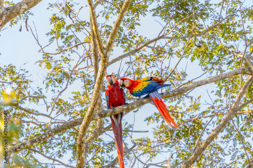 Central America, Costa Rica. Scarlet macaw pair in tree. 