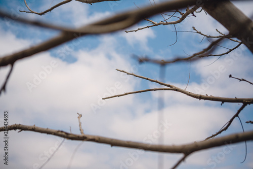 Dry tree stalk in the sky