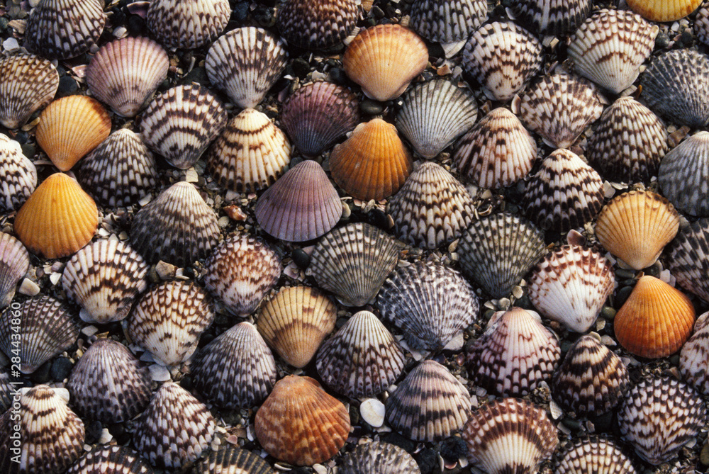North America, Mexico, Baja. Shells on the beach