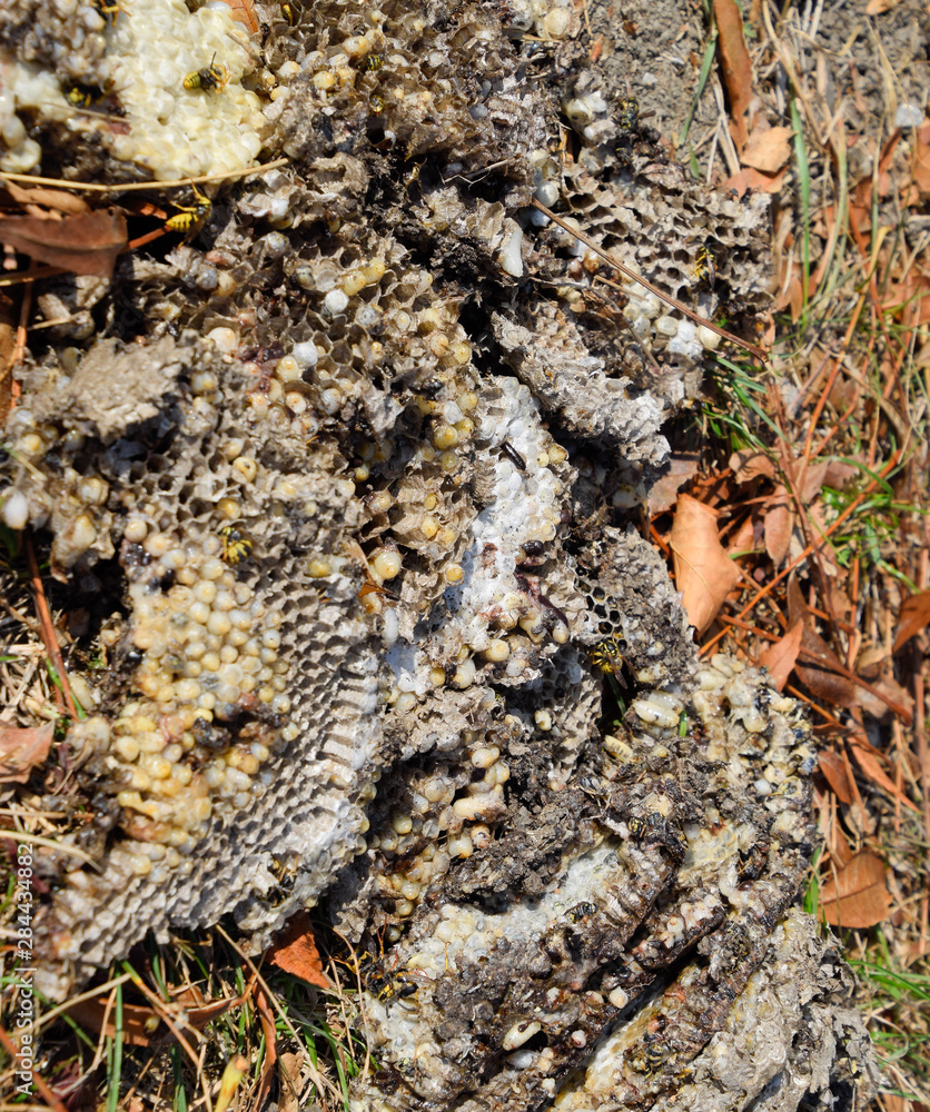 Destroyed hornet's nest. Drawn on the surface of a honeycomb hornet's nest. Larvae and pupae of wasps. Vespula vulgaris Destroyed hornet's nest. Drawn on the surface of a honeycomb hornet's nest. Larvae and pupae of wasps. Vespula vulgaris