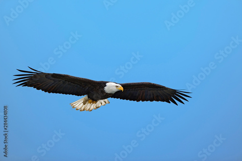 Bald Eagle in flight  Homer  Alaska  Haliaetus leucocephalus