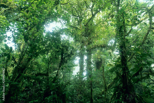 Monteverde Cloud Forest, Costa Rica.