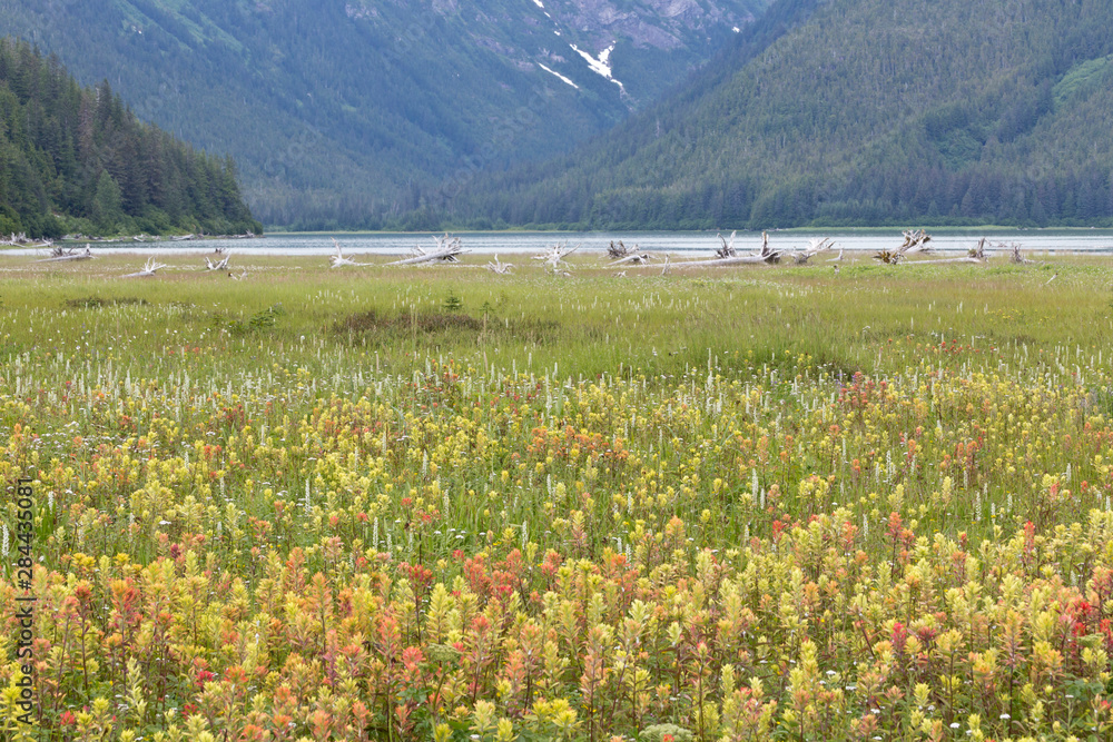 USA, Alaska, Glacier Bay National Park. Paintbrush and bog orchids in Dundas Bay meadow. Credit as: Don Paulson / Jaynes Gallery / DanitaDelimont.com