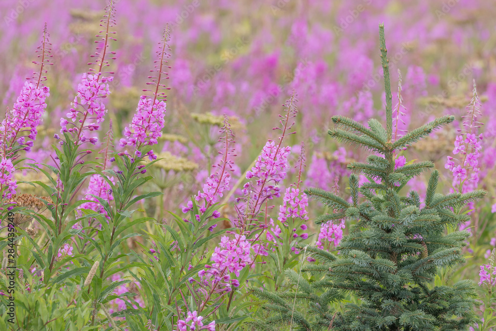 Naklejka premium USA, Alaska, Kenai Peninsula, Valdez. Spruce sapling and fireweed flowers. Credit as: Don Paulson / Jaynes Gallery / DanitaDelimont.com