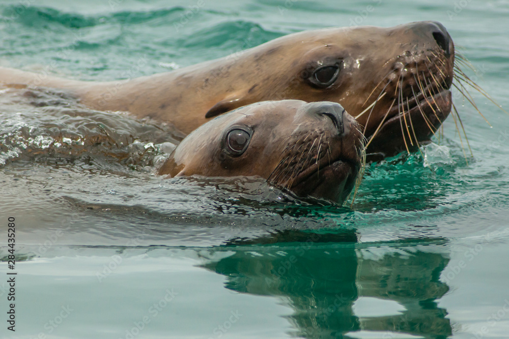 Obraz premium USA, Alaska, Tongass National Forest. Close-up of Stellar's sea lions swimming. Credit as: Cathy & Gordon Illg / Jaynes Gallery / DanitaDelimont.com