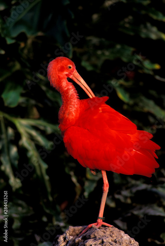 Venezuela. Scarlet Ibis (Eddocimus ruber) photo