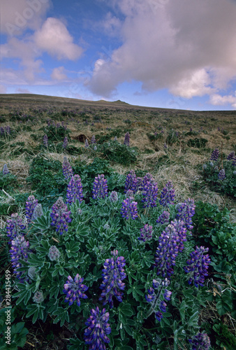 Nootka Lupine, (Lupinus nootkatensis), St. Paul Island, Pribilofs, Bering Sea, Alaska.