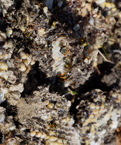 Destroyed hornet s nest. Drawn on the surface of a honeycomb hornet s nest. Larvae and pupae of wasps. Vespula vulgaris