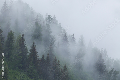 Alaska, Glacier Bay National Park. Fog shrouds trees on steep slopes in the Tongass National Forest.