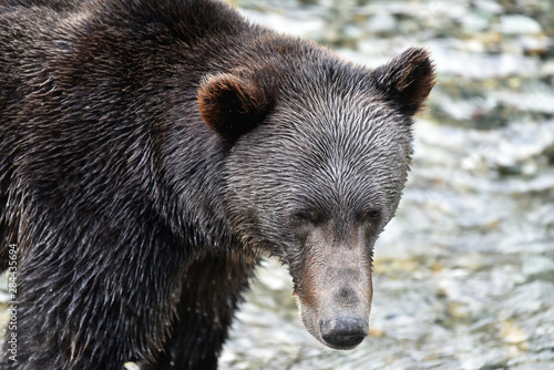 Brown Bear, Ursus Arctos. Hyder, Alaska, USA photo