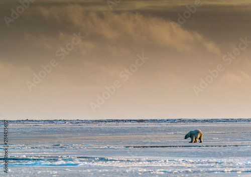 Polar Bears near Kaktovic, Alaska photo