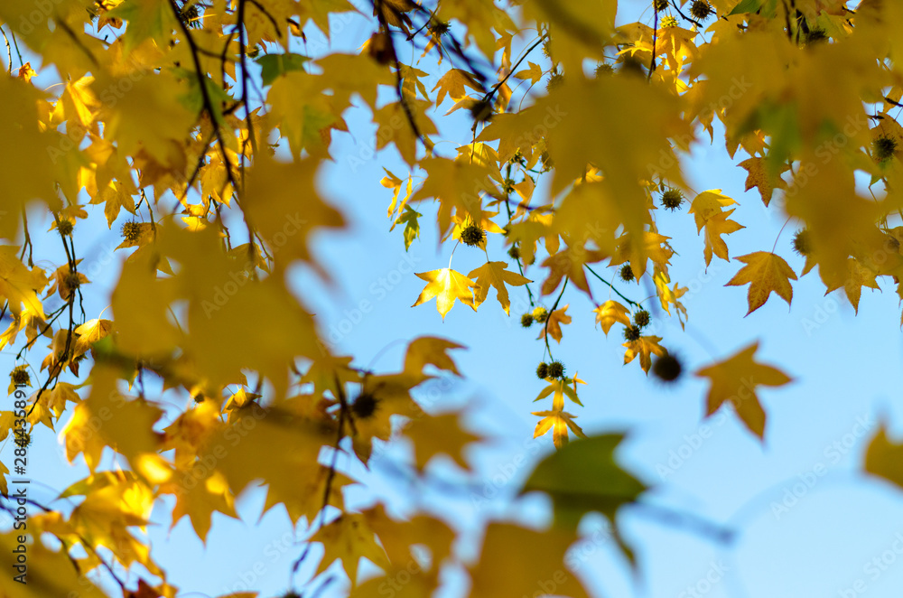 Yellow leaves and sky Yellow leaves and sky