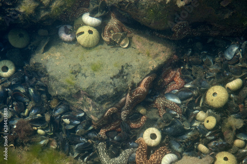 USA, Alaska, Behm Canal, New Eddystone Rock, tide pool. photo