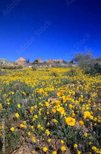Desert poppies Arizona, USA