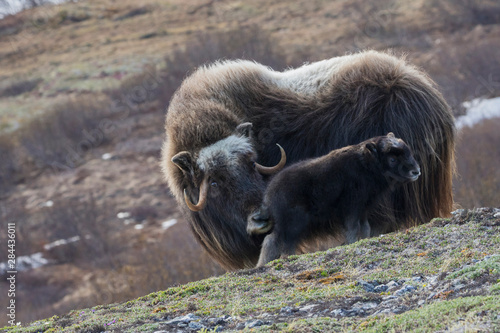 Muskox with young calf