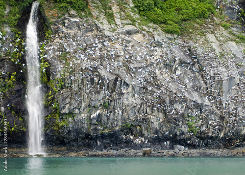 Fototapeta Naklejka Na Ścianę i Meble -  Glacial Waterfall and Black-Legged Kittiwakes on Passage Canal Cliffs near Whittier, Prince William Sound, Alaska, United States, US