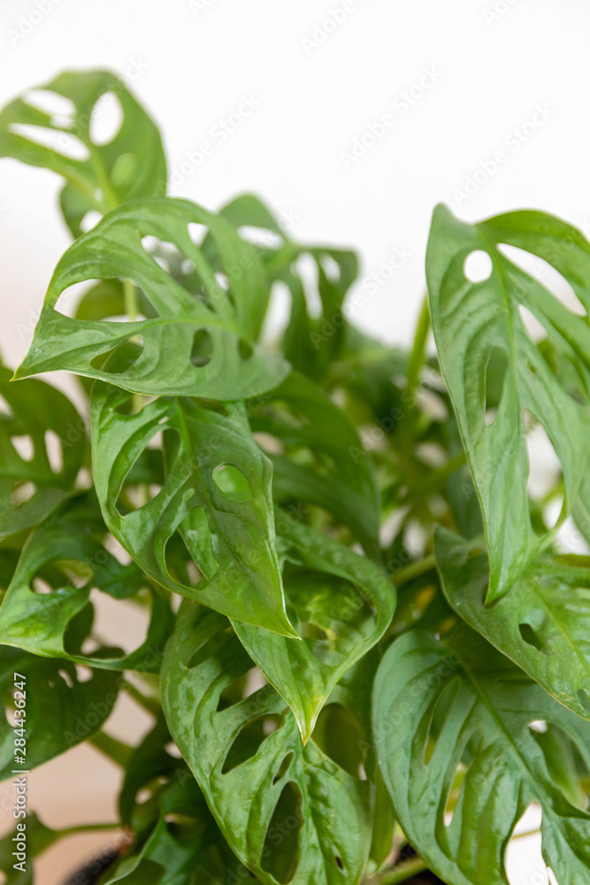 Obraz premium monstera plant