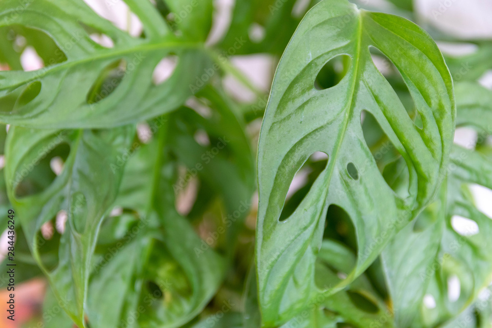 Obraz premium monstera plant leaf