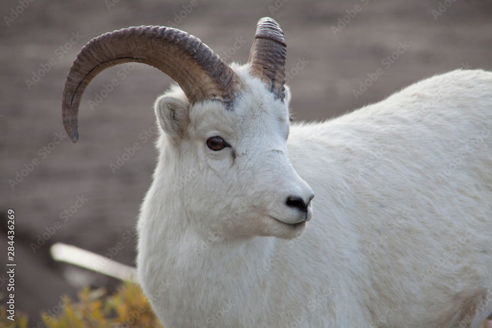USA, Alaska, Denali, National Park Big Horn Sheep