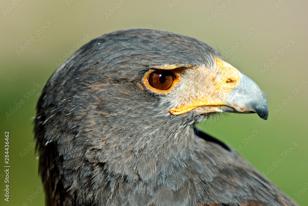 Harris Hawk, Harris Hawk A Harris Hawk (Parabuteo Unicinctus) hunting in the Sonoran desert. Harris Hawk, Harris Hawk A Harris Hawk (Parabuteo Unicinctus) hunting in the Sonoran desert.