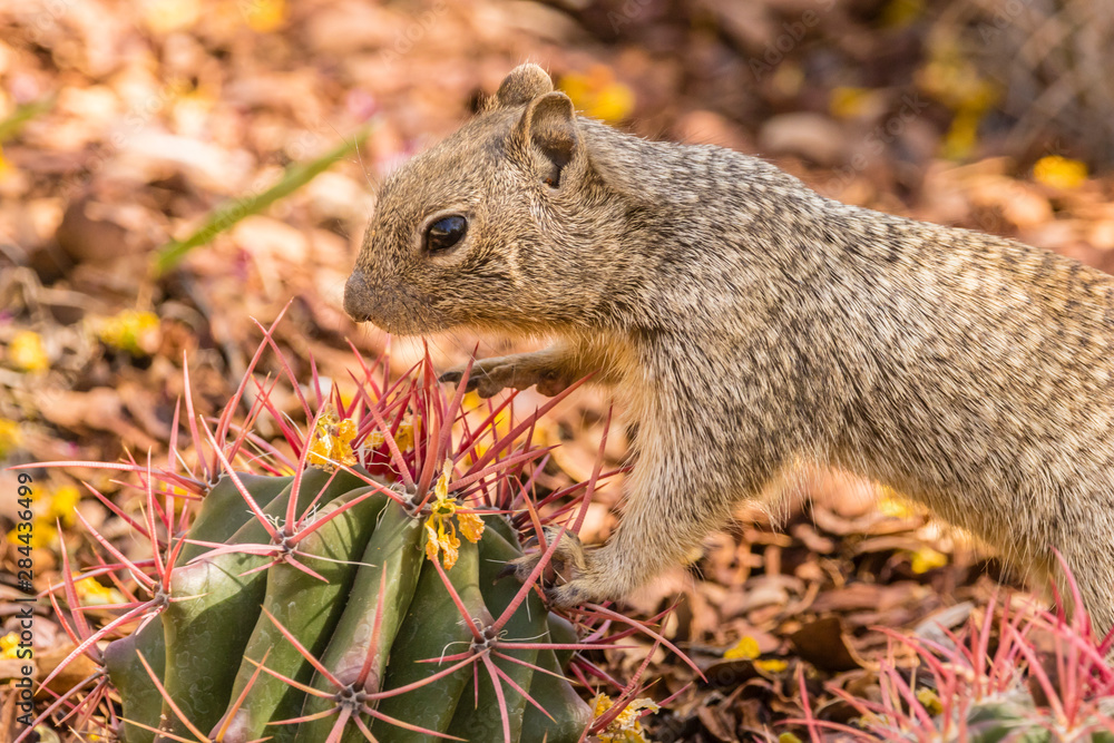 USA, Arizona, Sonoran Desert. Rock squirrel perched on cactus spines. Credit as: Cathy and Gordon Illg / Jaynes Gallery / DanitaDelimont.com USA, Arizona, Sonoran Desert. Rock squirrel perched on cactus spines. Credit as: Cathy and Gordon Illg / Jaynes Gallery / DanitaDelimont.com