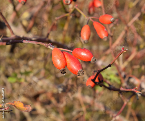 Hips bush with ripe berries. Berries of a dogrose on a bush. Fru photo