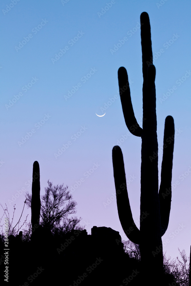USA, Arizona, Tucson. Silhouette of saguaro cactus with crescent moon at sunset. Credit as: Don Paulson / Jaynes Gallery / DanitaDelimont.com