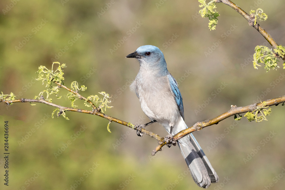 USA, Arizona, Santa Rita Mountains. Mexican jay perched on dead tree branch. USA, Arizona, Santa Rita Mountains. Mexican jay perched on dead tree branch.
