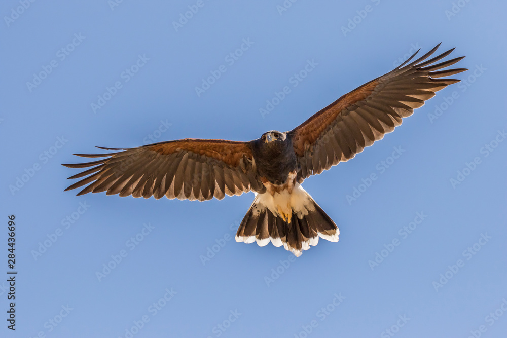 Naklejka premium USA, Arizona, Arizona-Sonora Desert Museum. Harris' hawk flying. Credit as: Cathy & Gordon Illg / Jaynes Gallery / DanitaDelimont.com