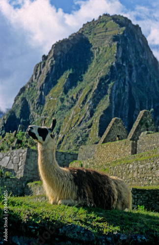 Peru, Machu Picchu. Llama at Machu PIcchu