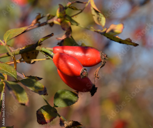 Hips bush with ripe berries. Berries of a dogrose on a bush. Fru photo