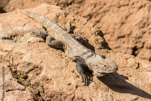 USA, Arizona, Sonoran Desert. Spiny-tailed iguana. Credit as: Cathy and Gordon Illg / Jaynes Gallery / DanitaDelimont.com