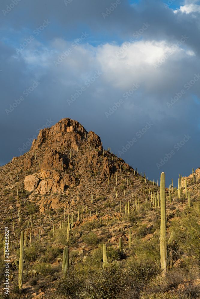 Fototapeta premium Arizona. Stormy skies sit above the rocky mountains and saguaro cactus of Saguaro National Park.
