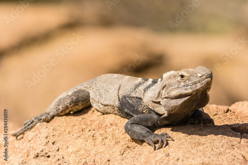 USA, Arizona, Sonoran Desert. Spiny-tailed iguana. Credit as: Cathy and Gordon Illg / Jaynes Gallery / DanitaDelimont.com