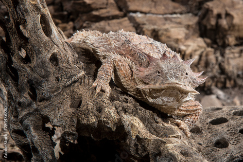 Arizona  Madera Canyon. Close-up of regal horned lizard.