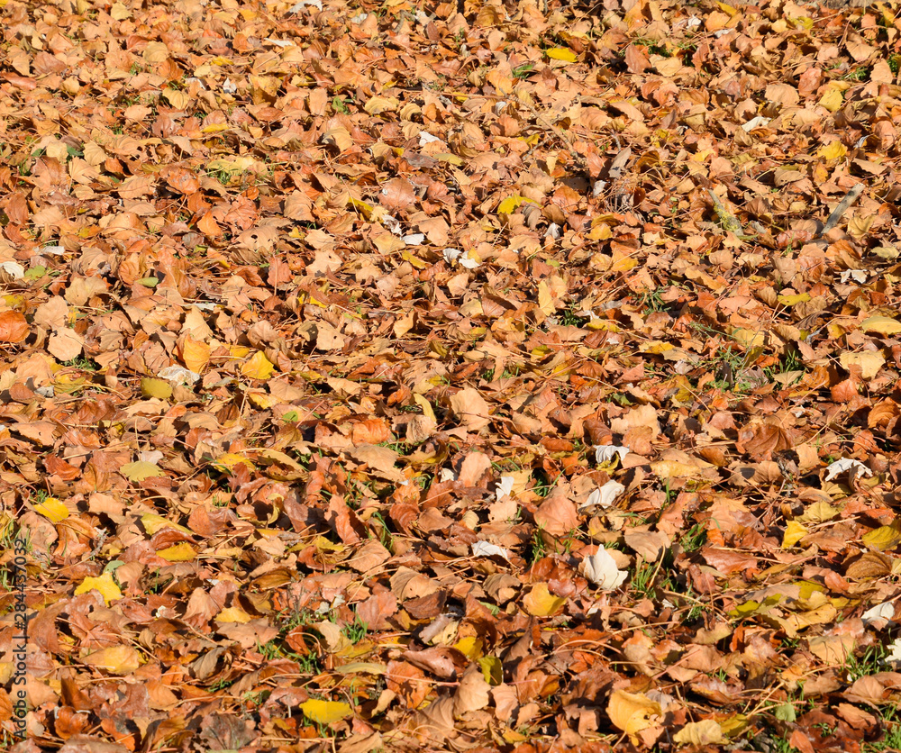 Textural background from fallen leaves of a poplar. An autumn ca Textural background from fallen leaves of a poplar. An autumn ca