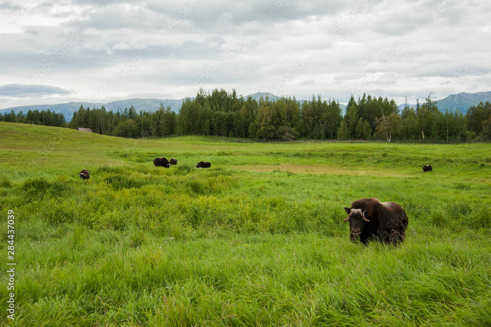 A herd of muskox grazing in tall, green grass of Alaskan summer