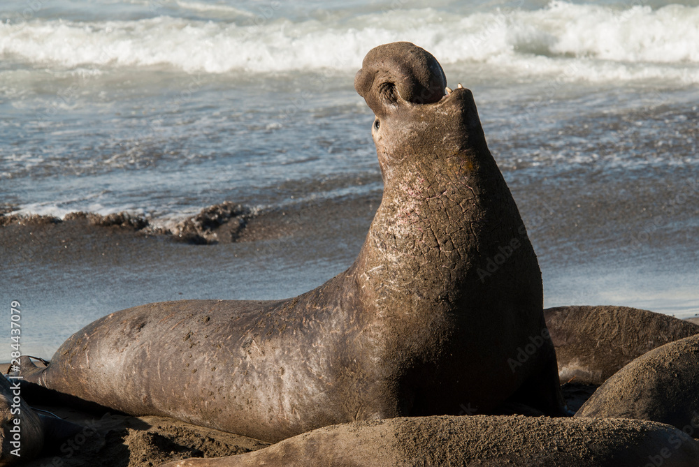 Fototapeta premium USA, California, San Simeon, elephant seals, (Mirounga Lionina) on Pacific Ocean beach near Piedras Blancas lighthouse