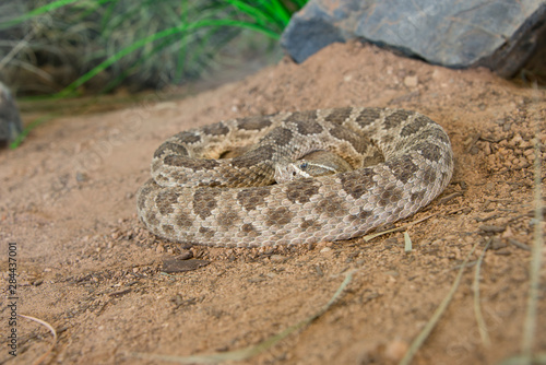 USA, Arizona, Tucson, Saguaro National Park, Sonora Desert Museum. Prairie rattlesnake (Captive, Crotalus viridis).
