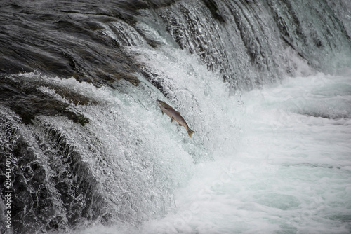 Salmon leaping up the water falls in Alaska photo