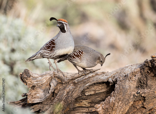 Canvas Print USA, Arizona, Buckeye. Male and female Gambel's quail on log.