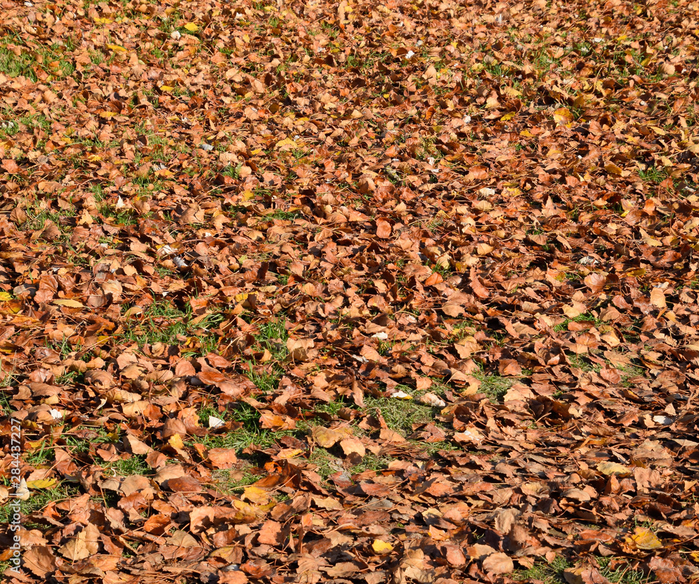 Textural background from fallen leaves of a poplar. An autumn ca Textural background from fallen leaves of a poplar. An autumn ca