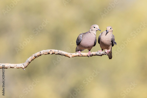 Photography USA, Buckeye, Arizona. Pair of mourning doves on a branch.