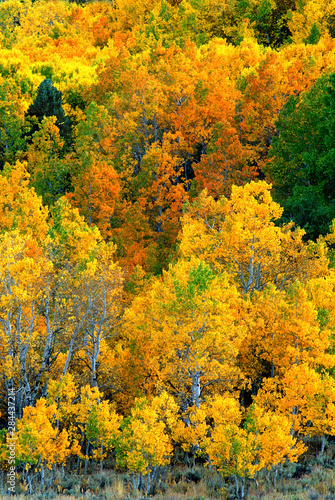 USA, California, Eastern Sierra Nevada Mountains. Aspen trees in autumn color. 