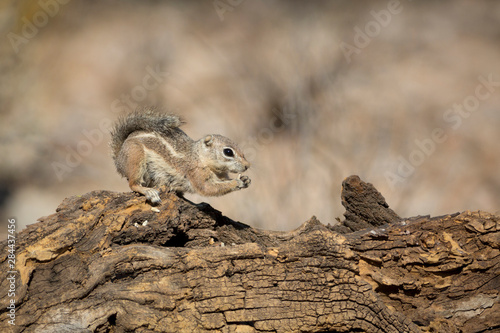 USA, Arizona, Buckeye. Harris's antelope squirrel on log.