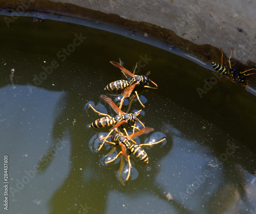 Wasps Polistes drink water. Wasps drink water from the pan, swim photo