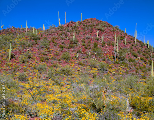 USA, Arizona, Saguaro National Park, Tucson Mountain District, Brittlebush blooms beneath saguaro cacti in Red Hills area. photo