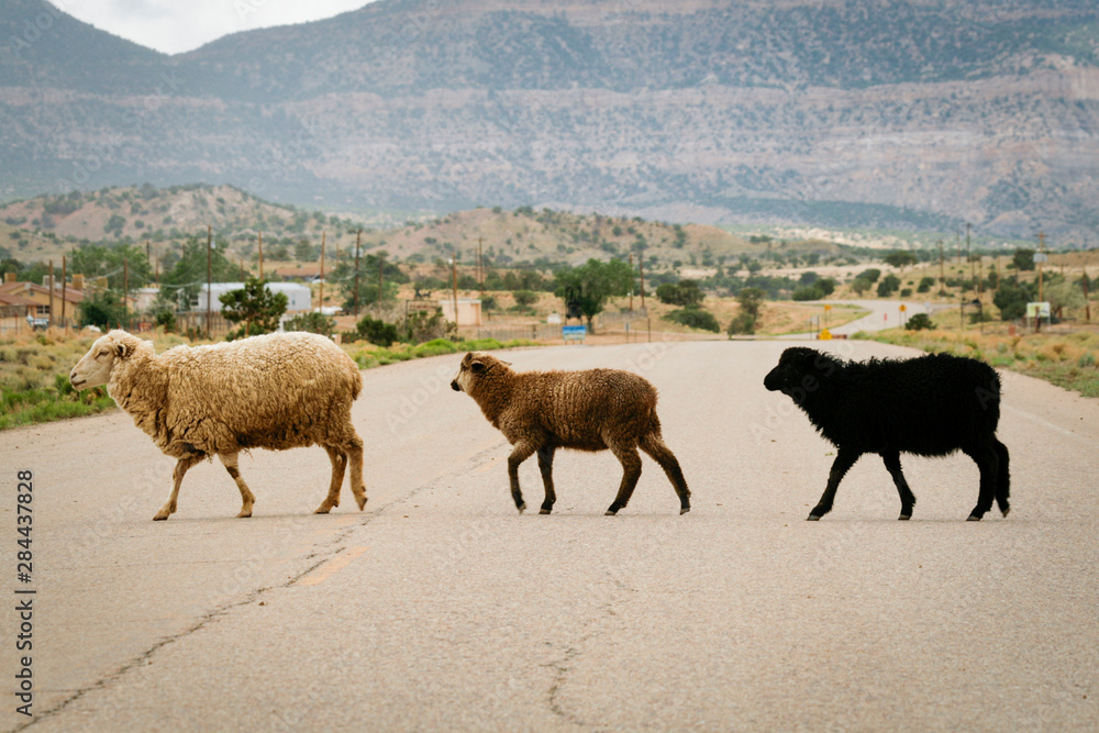Fototapeta premium Navajo Nation, USA. Arizona region. Sheep crossing on open rage road.